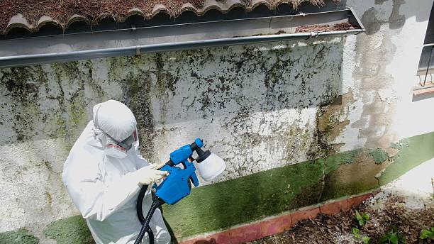 Top rated local Basement Mold Removal specialists in Fountain Hills, AZ